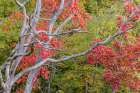 Fall color sassafras trees, Stephen A. Forbes State Park, Marion County, Illinois. Art Print